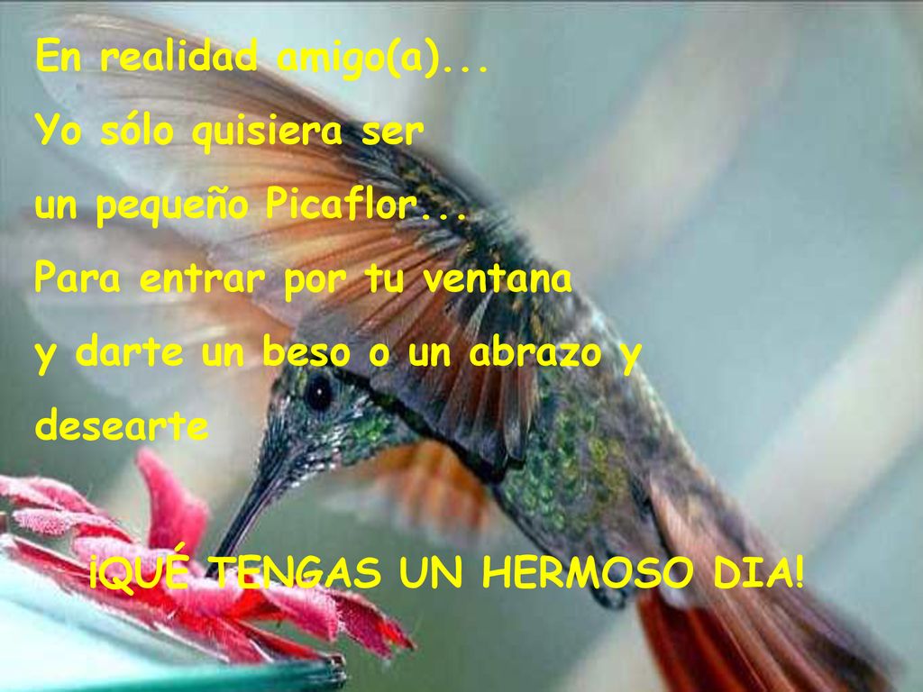 En realidad amigo(a)... Yo sólo quisiera ser. un pequeño Picaflor... Para entrar por tu ventana. y darte un beso o un abrazo y.