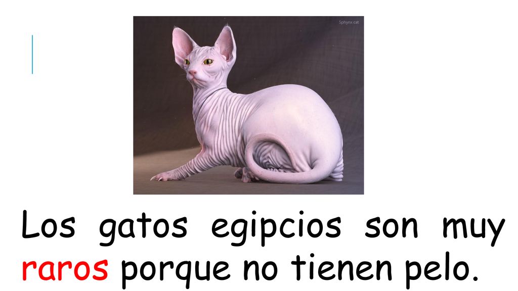 Los gatos egipcios son muy raros porque no tienen pelo.