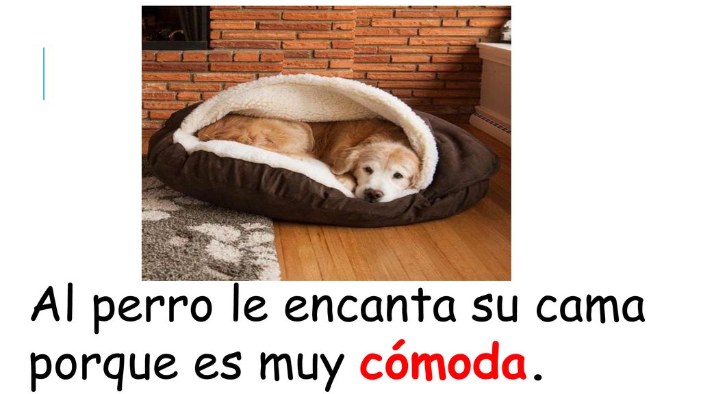 Al perro le encanta su cama porque es muy cómoda.