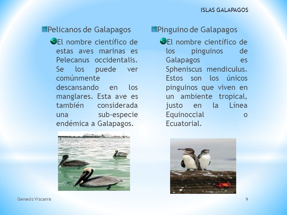 Pelicanos de Galapagos Pinguino de Galapagos