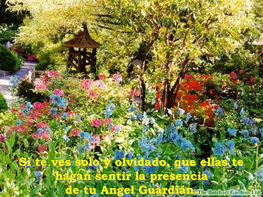 Si te ves solo y olvidado, que ellas te hagan sentir la presencia de tu Angel Guardián.
