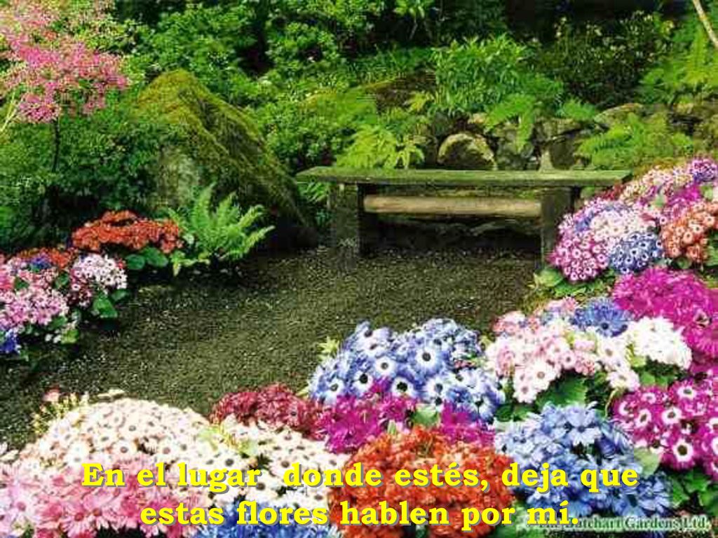 En el lugar donde estés, deja que estas flores hablen por mí.