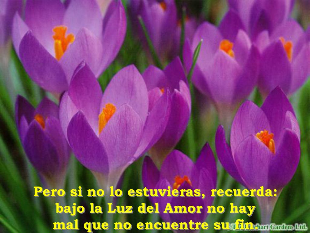 Pero si no lo estuvieras, recuerda: bajo la Luz del Amor no hay