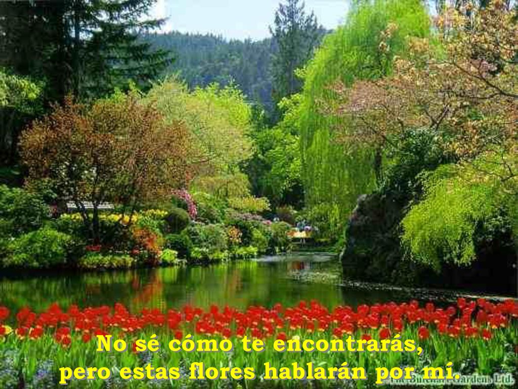 No sé cómo te encontrarás, pero estas flores hablarán por mí.