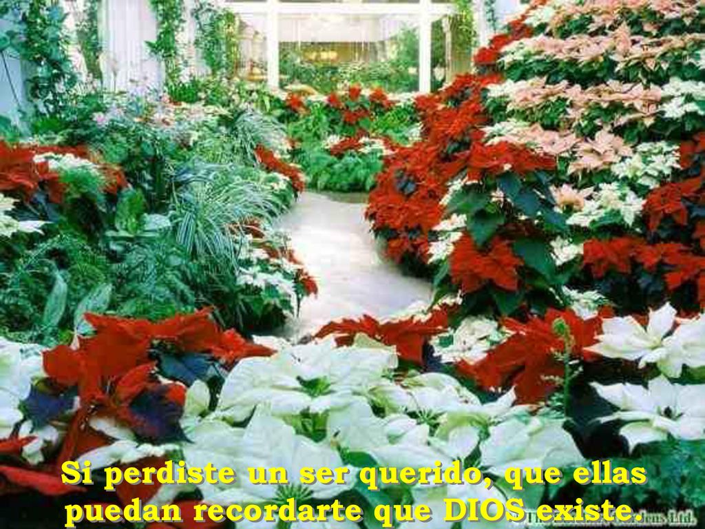 Si perdiste un ser querido, que ellas puedan recordarte que DIOS existe.