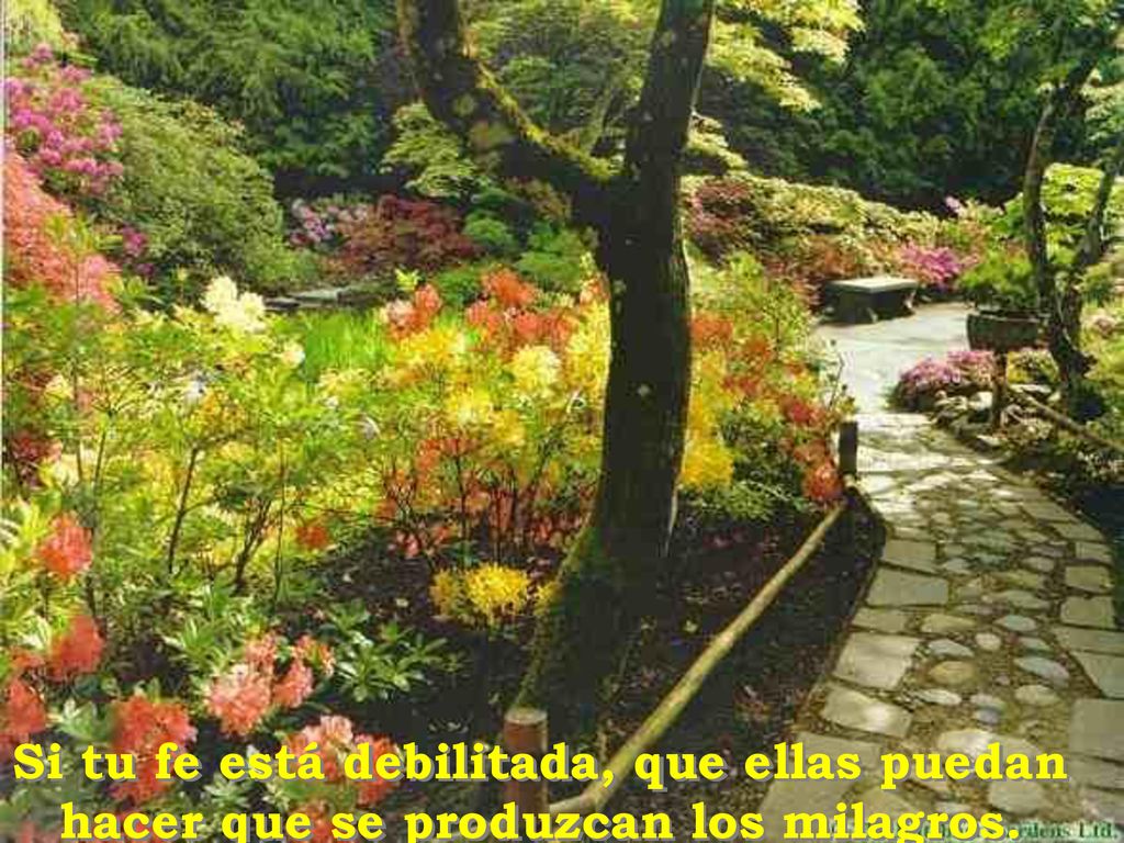 Si tu fe está debilitada, que ellas puedan hacer que se produzcan los milagros.