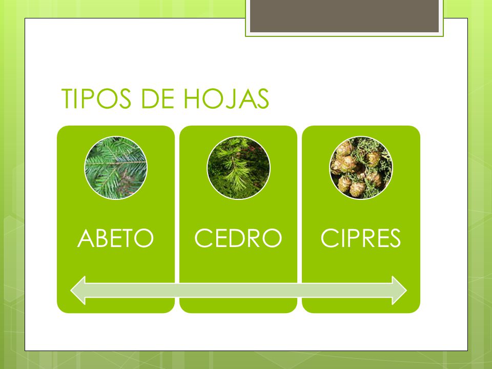 TIPOS DE HOJAS ABETO CEDRO CIPRES