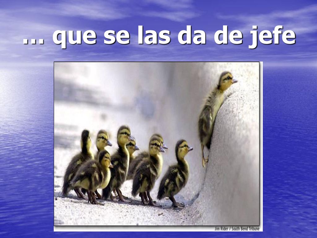 … que se las da de jefe C’est lui qui va au casse-pipe