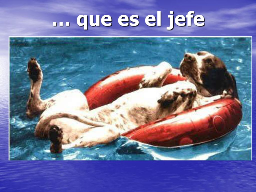 … que es el jefe Ici, on ne connait pas….