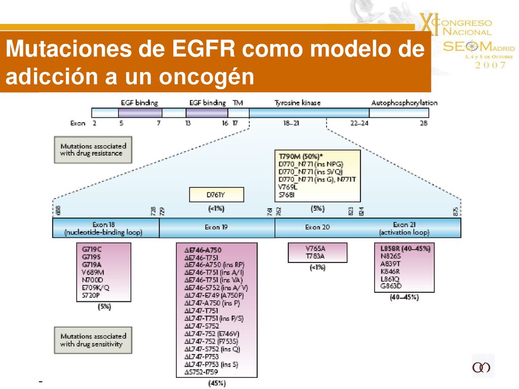 Mutaciones de EGFR como modelo de adicción a un oncogén
