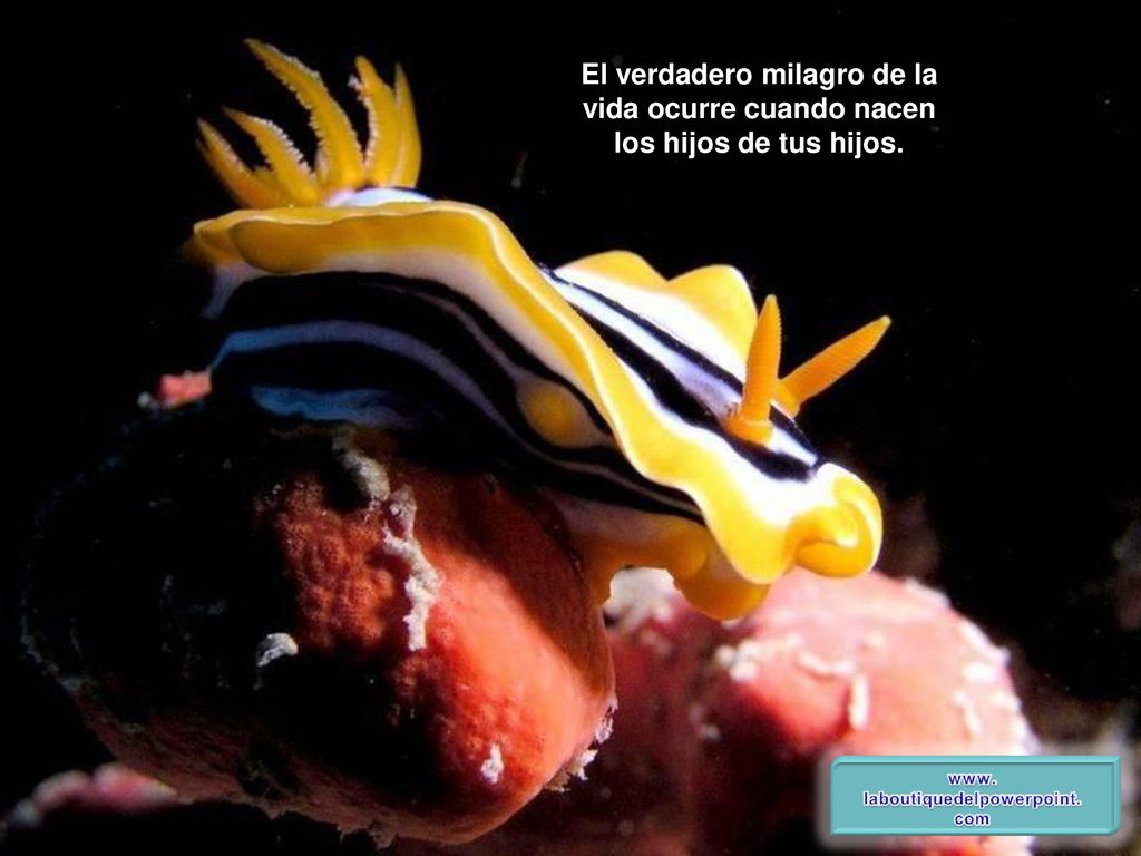 El verdadero milagro de la vida ocurre cuando nacen los hijos de tus hijos.