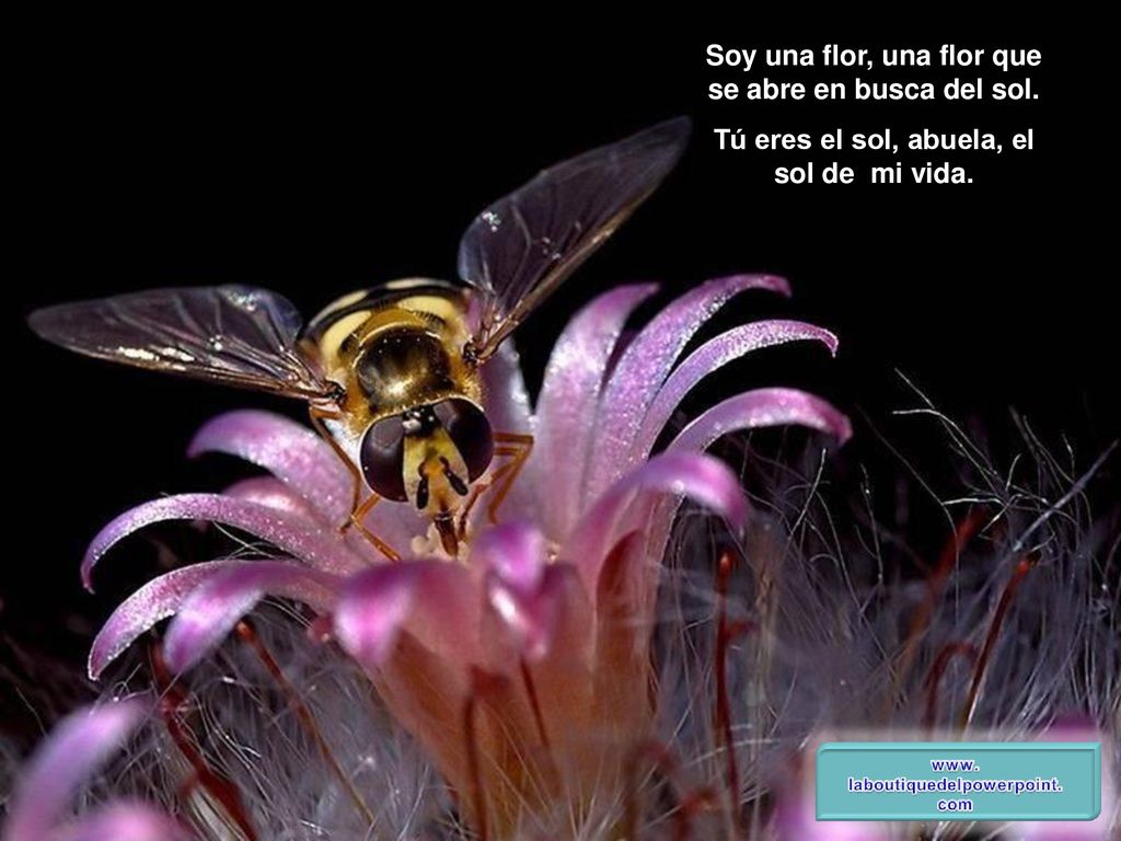 Soy una flor, una flor que se abre en busca del sol.