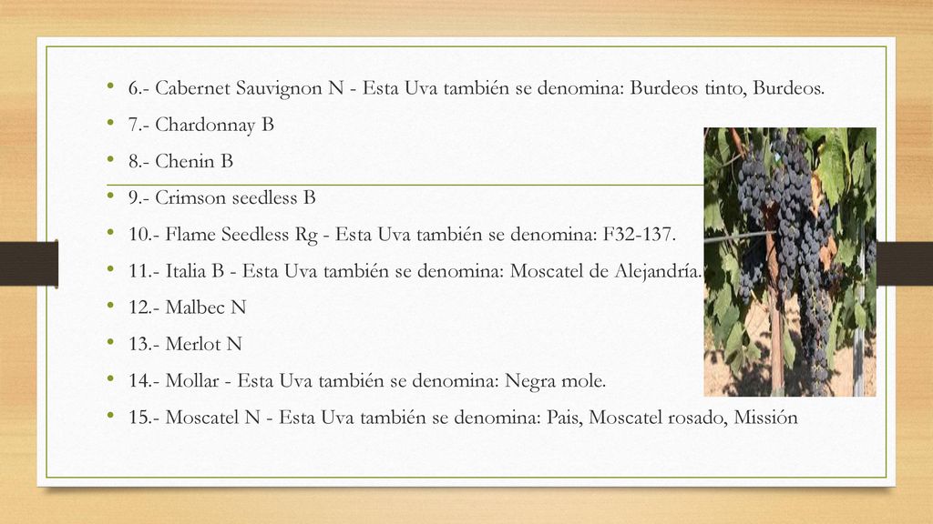 6.- Cabernet Sauvignon N - Esta Uva también se denomina: Burdeos tinto, Burdeos.