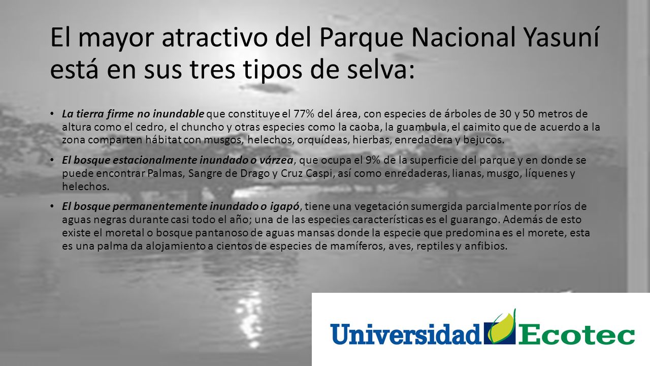 El mayor atractivo del Parque Nacional Yasuní está en sus tres tipos de selva: