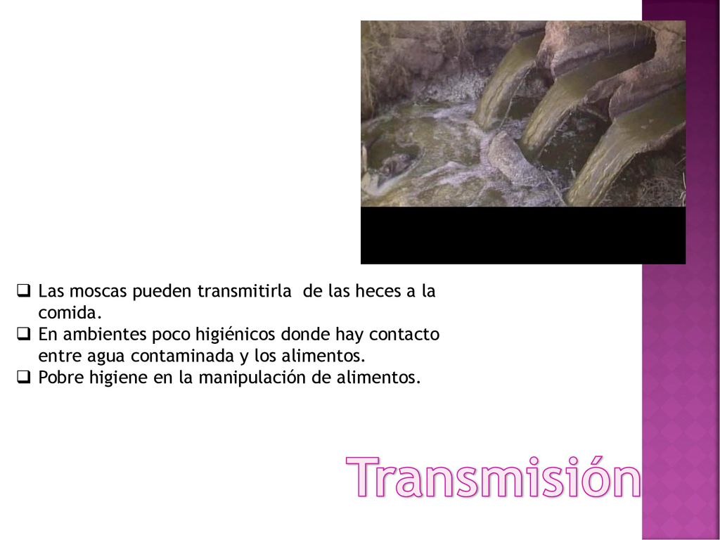 Transmisión Las moscas pueden transmitirla de las heces a la comida.