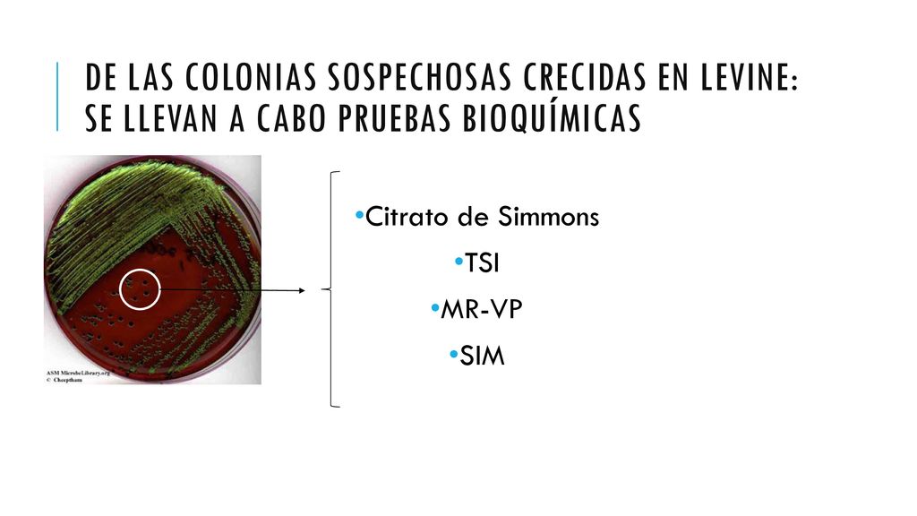 De las colonias sospechosas crecidas en levine: Se llevan a cabo pruebas bioquímicas