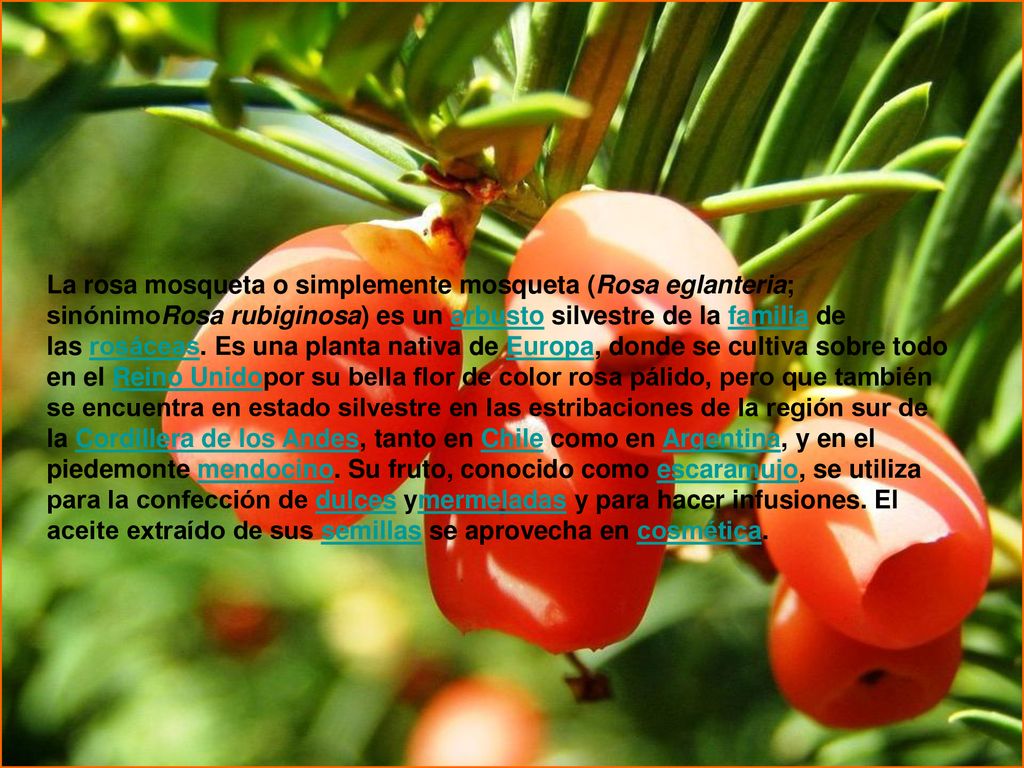 La rosa mosqueta o simplemente mosqueta (Rosa eglanteria; sinónimoRosa rubiginosa) es un arbusto silvestre de la familia de las rosáceas.