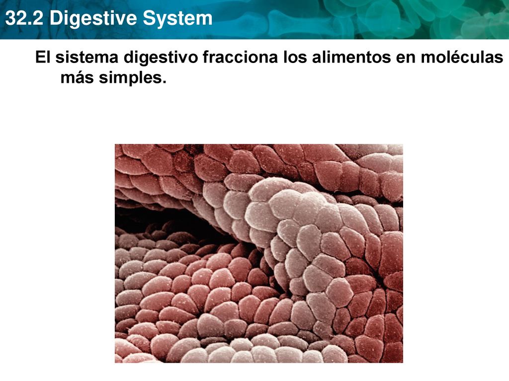El sistema digestivo fracciona los alimentos en moléculas más simples.