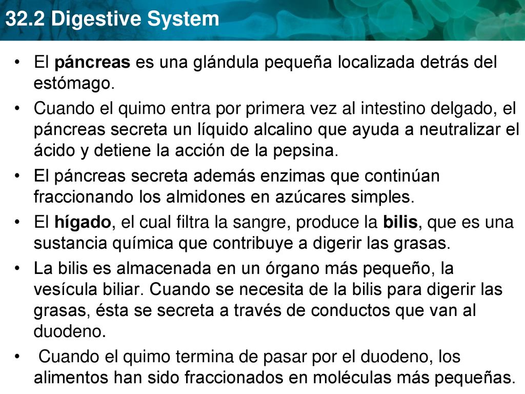 El páncreas es una glándula pequeña localizada detrás del estómago.