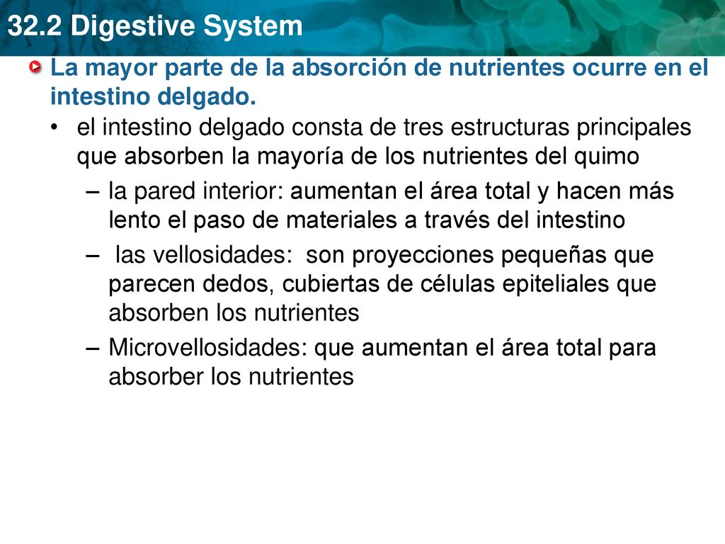 La mayor parte de la absorción de nutrientes ocurre en el intestino delgado.