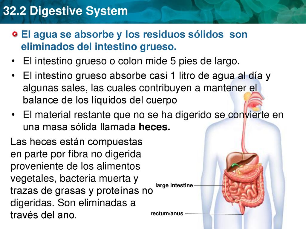 El intestino grueso o colon mide 5 pies de largo.