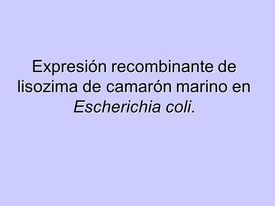Expresión recombinante de lisozima de camarón marino en Escherichia coli.