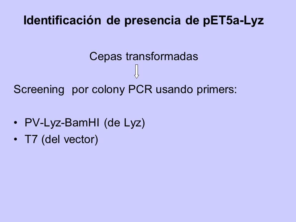 Identificación de presencia de pET5a-Lyz