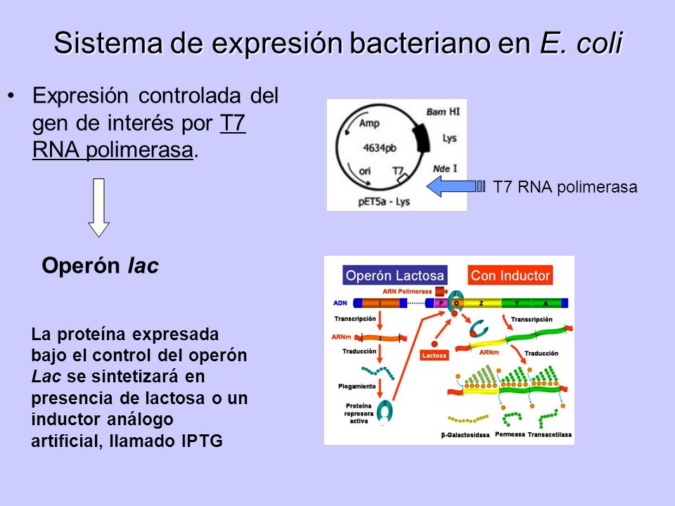 Sistema de expresión bacteriano en E. coli
