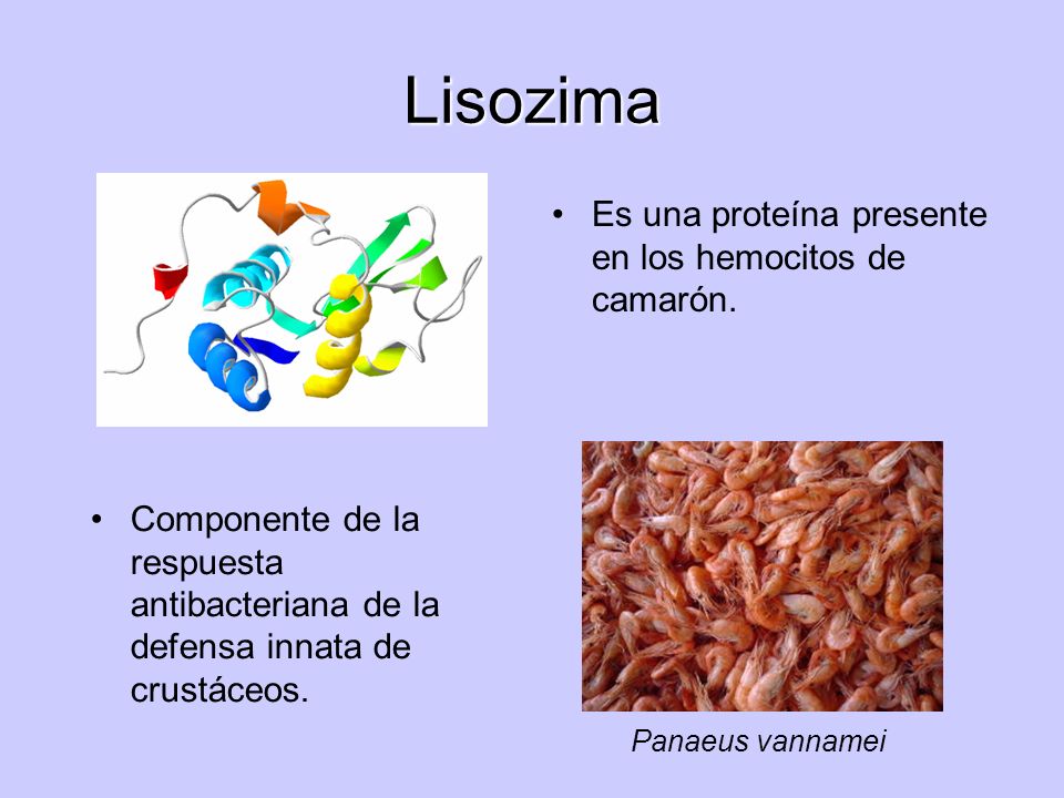 Lisozima Es una proteína presente en los hemocitos de camarón.