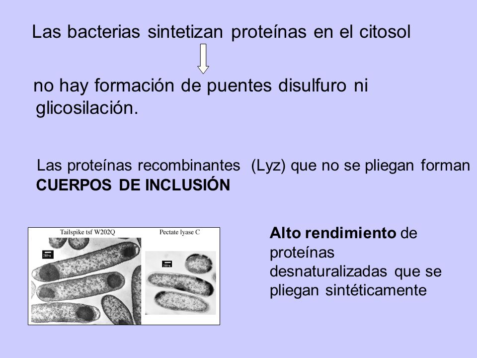 Las bacterias sintetizan proteínas en el citosol
