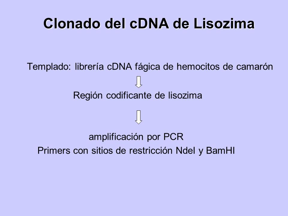 Clonado del cDNA de Lisozima
