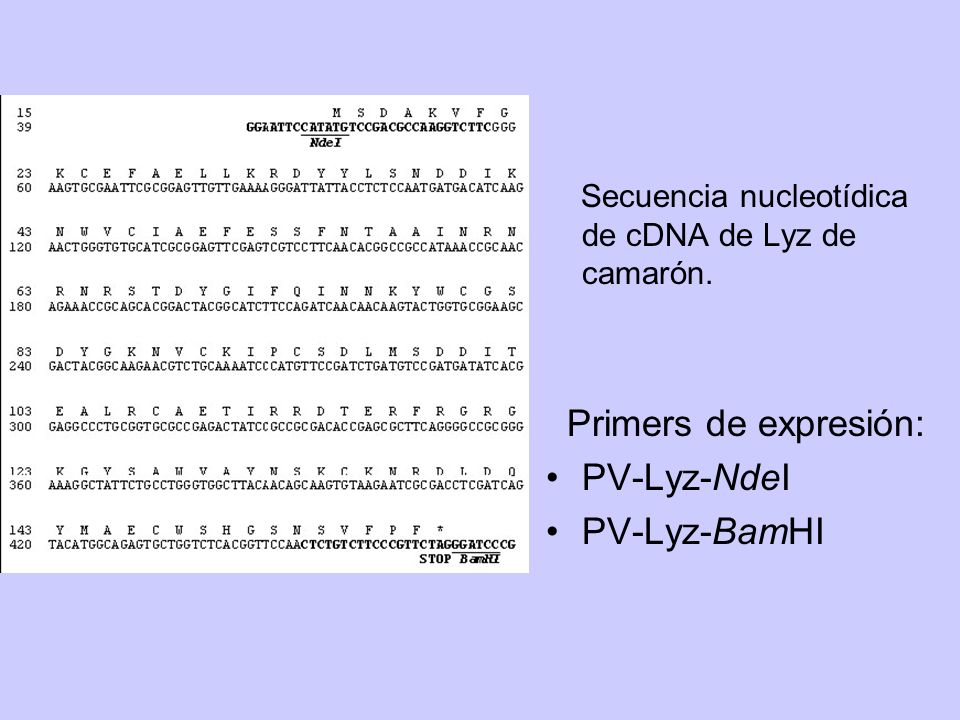 Primers de expresión: PV-Lyz-NdeI PV-Lyz-BamHI