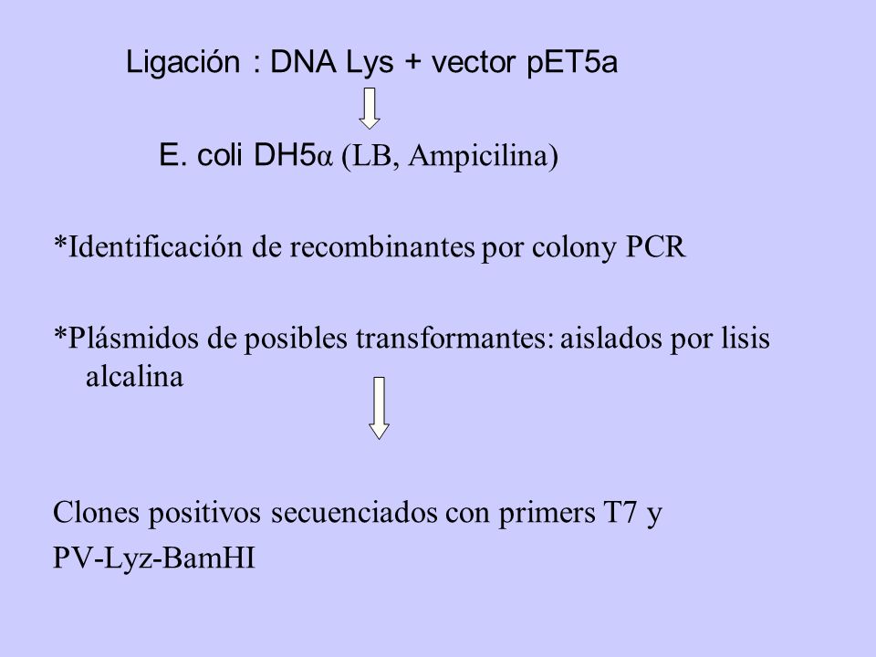 Ligación : DNA Lys + vector pET5a