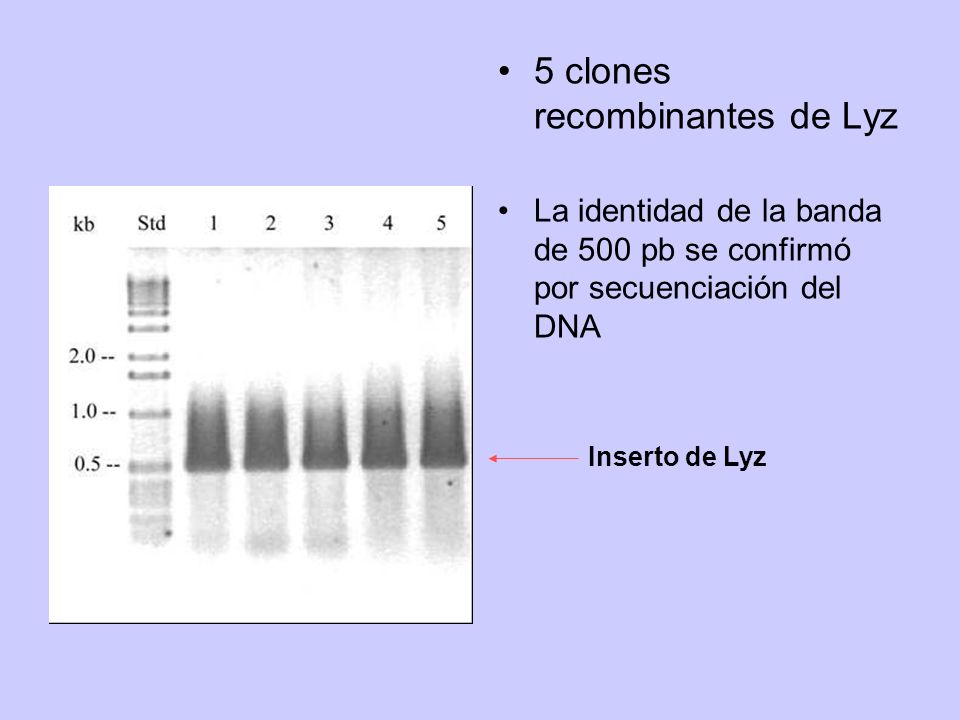 5 clones recombinantes de Lyz