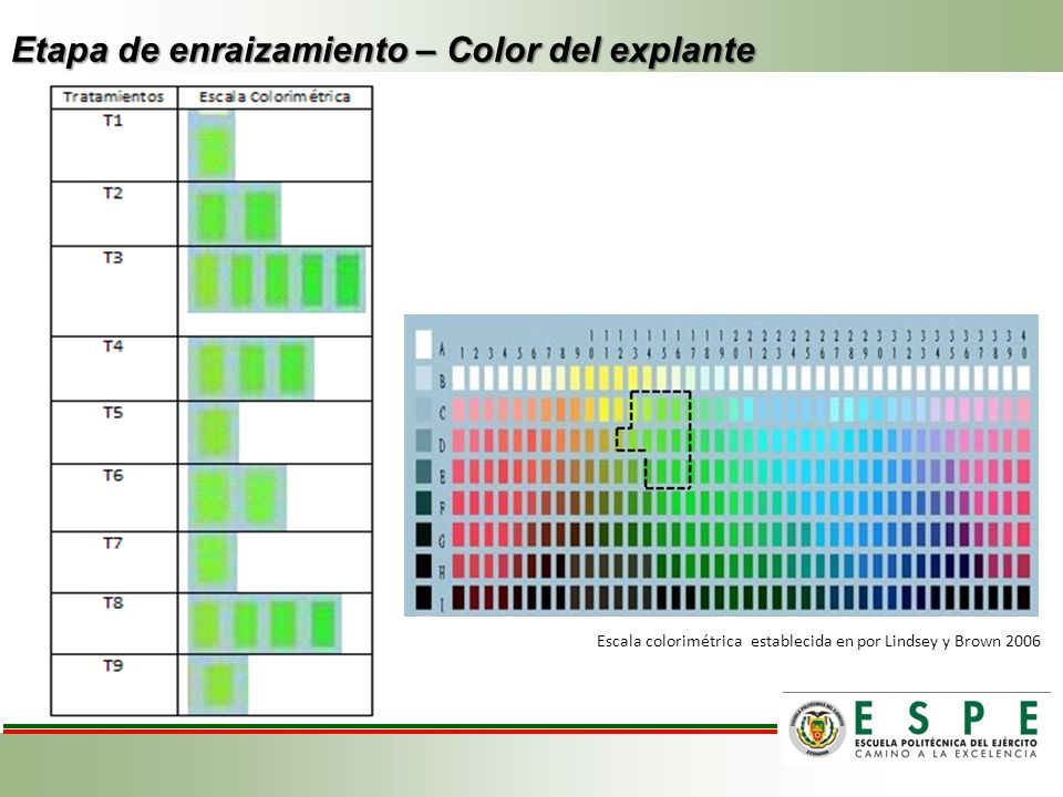 Etapa de enraizamiento – Color del explante