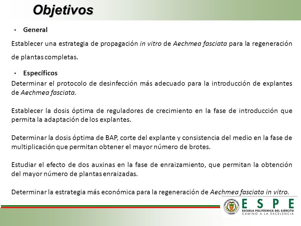 Objetivos General. Establecer una estrategia de propagación in vitro de Aechmea fasciata para la regeneración de plantas completas.