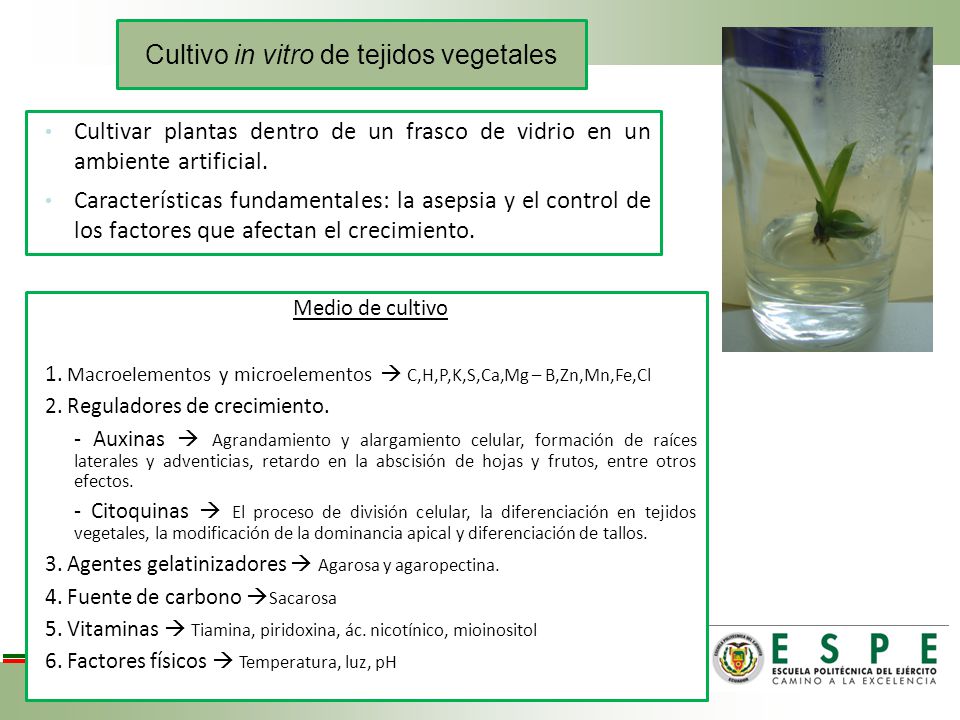 Cultivo in vitro de tejidos vegetales