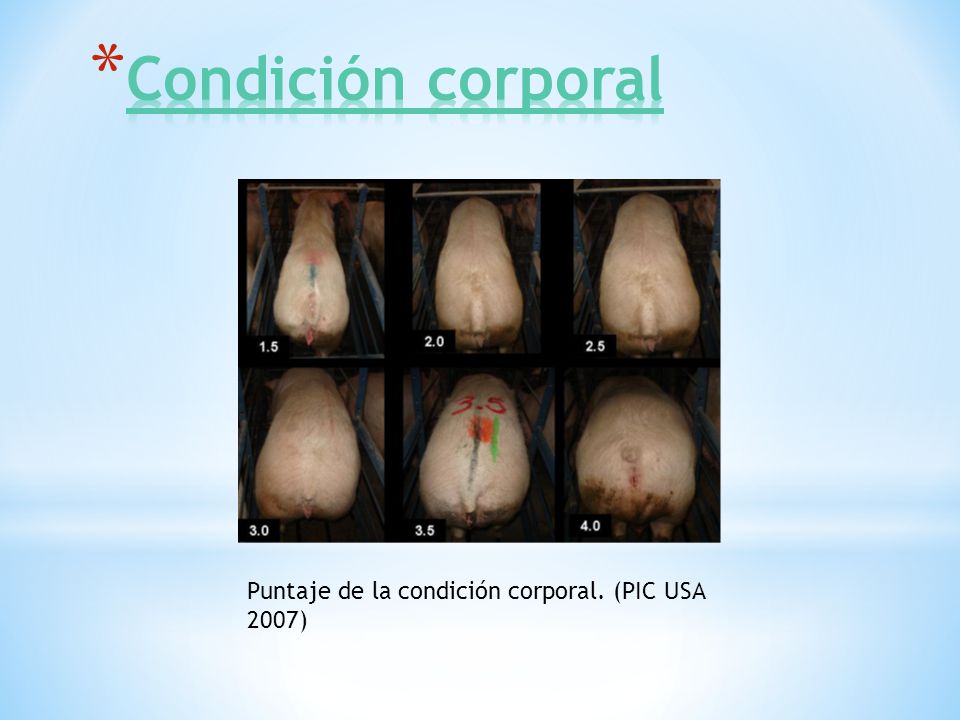 Condición corporal Puntaje de la condición corporal. (PIC USA 2007)