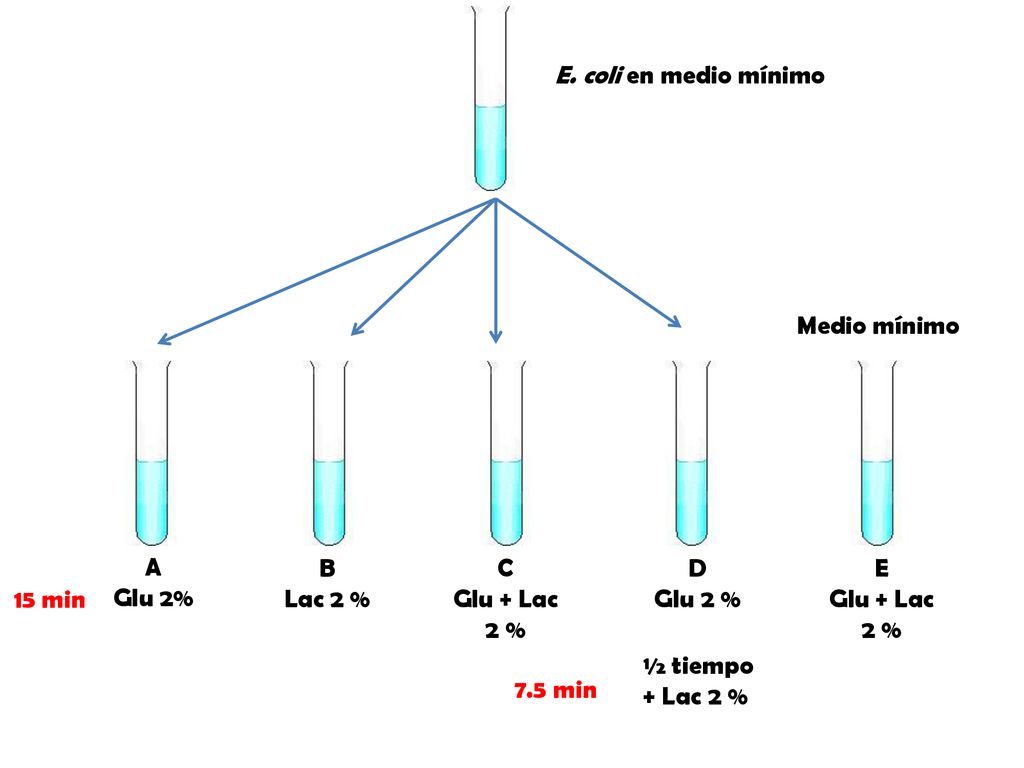 E. coli en medio mínimo Medio mínimo. A. Glu 2% B. Lac 2 % C. Glu + Lac. 2 % D. Glu 2 % E.