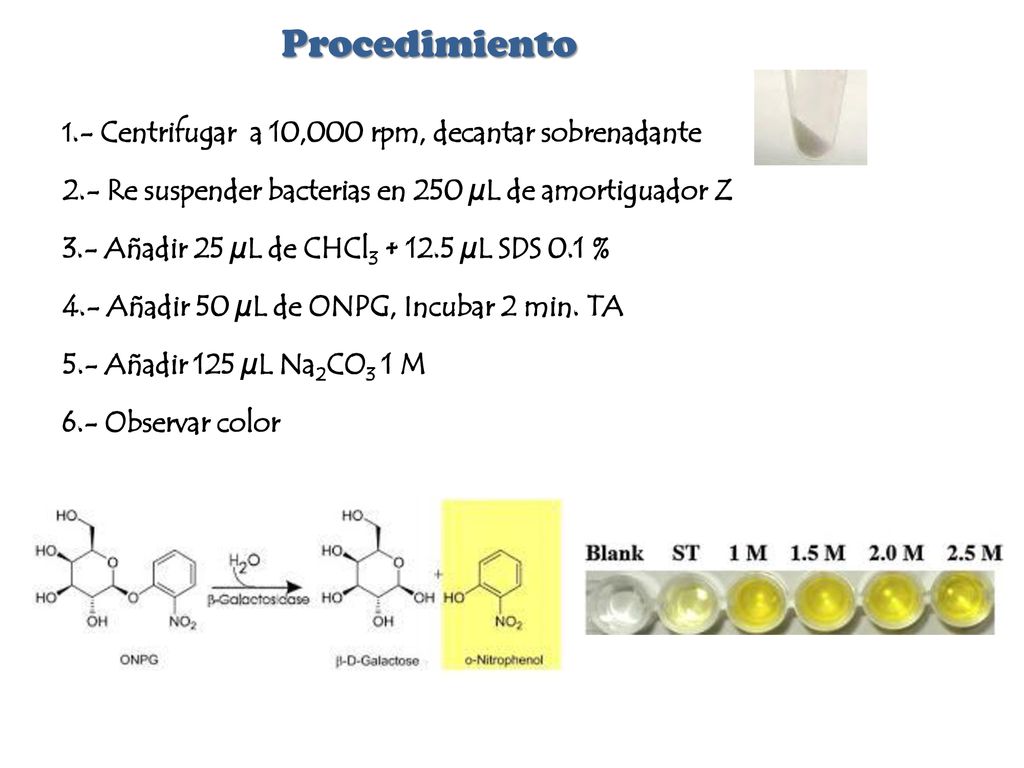 Procedimiento 2.- Re suspender bacterias en 250 µL de amortiguador Z