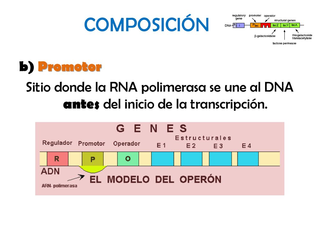 COMPOSICIÓN b) Promotor Sitio donde la RNA polimerasa se une al DNA antes del inicio de la transcripción.
