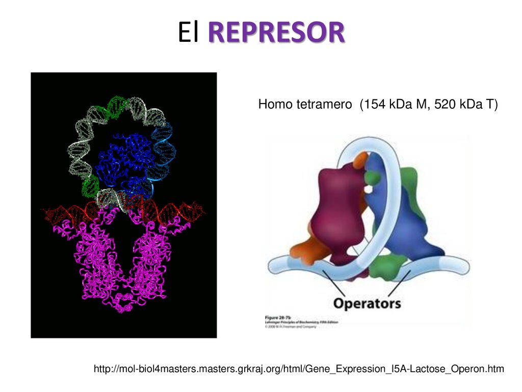 El REPRESOR Homo tetramero (154 kDa M, 520 kDa T)