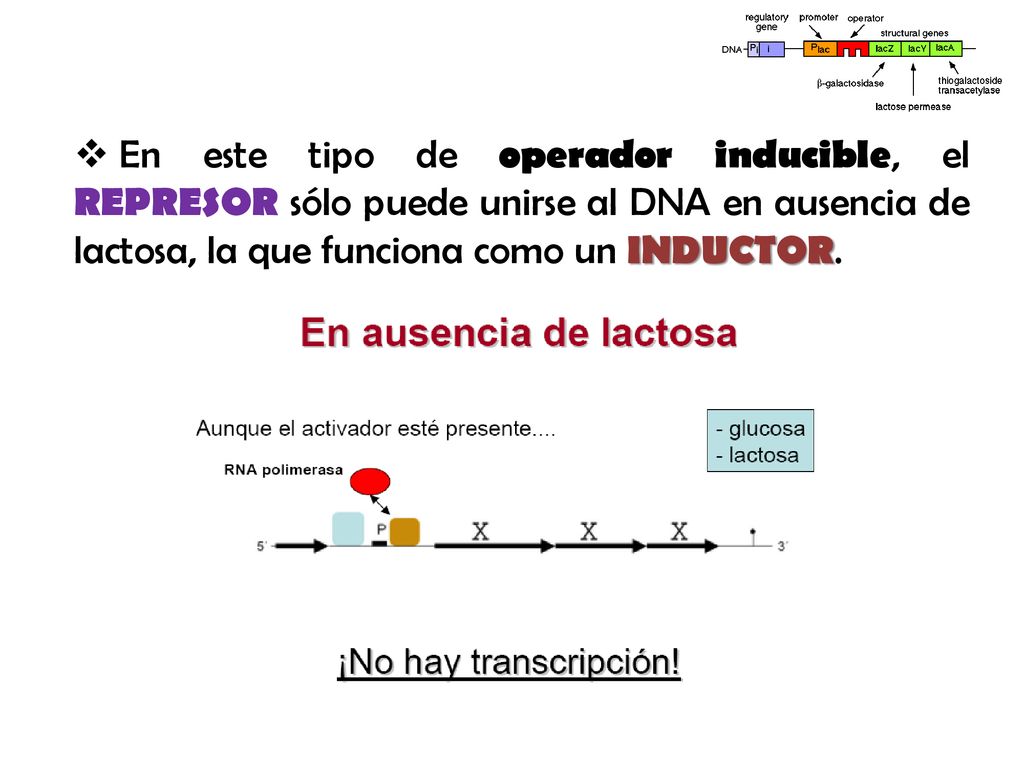 En este tipo de operador inducible, el REPRESOR sólo puede unirse al DNA en ausencia de lactosa, la que funciona como un INDUCTOR.