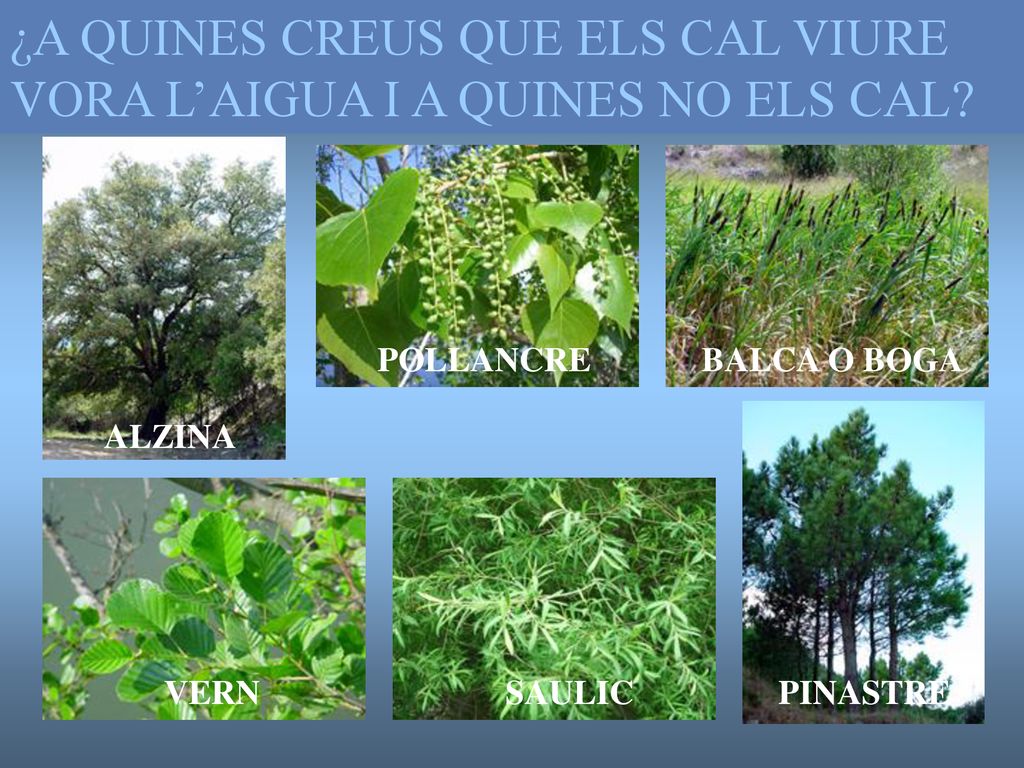 ¿A QUINES CREUS QUE ELS CAL VIURE VORA L’AIGUA I A QUINES NO ELS CAL
