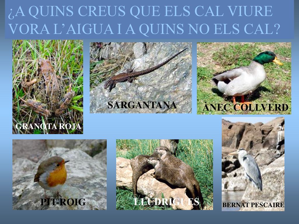 ¿A QUINS CREUS QUE ELS CAL VIURE VORA L’AIGUA I A QUINS NO ELS CAL