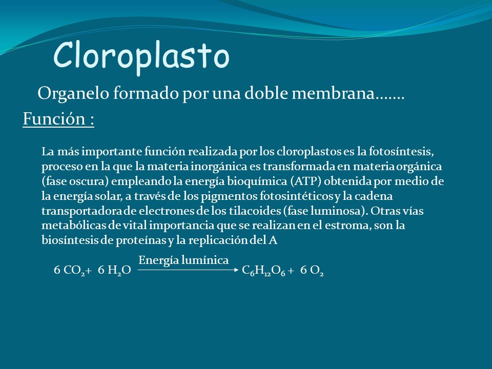 Cloroplasto Organelo formado por una doble membrana……. Función :