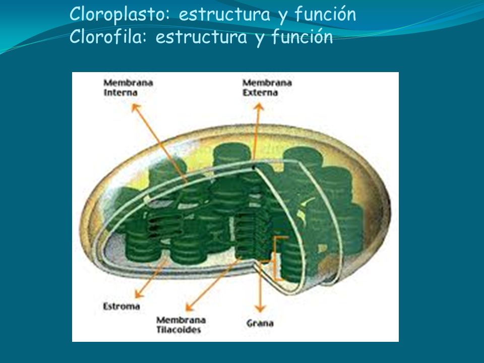 Cloroplasto: estructura y función