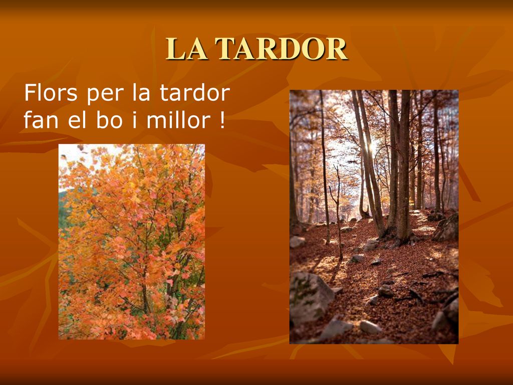 LA TARDOR Flors per la tardor fan el bo i millor !