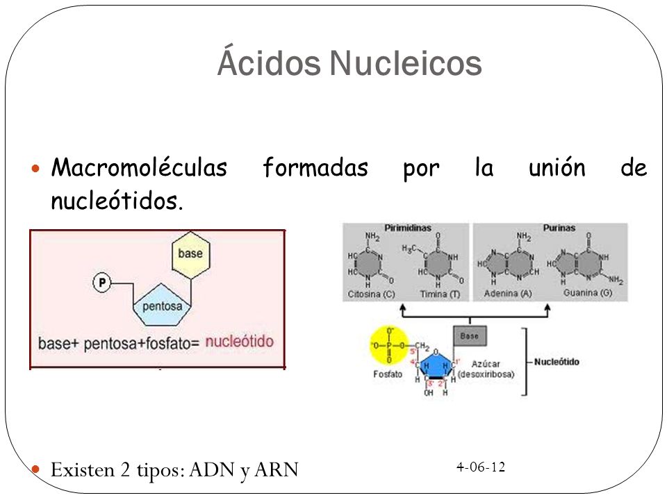 Ácidos Nucleicos Macromoléculas formadas por la unión de nucleótidos.