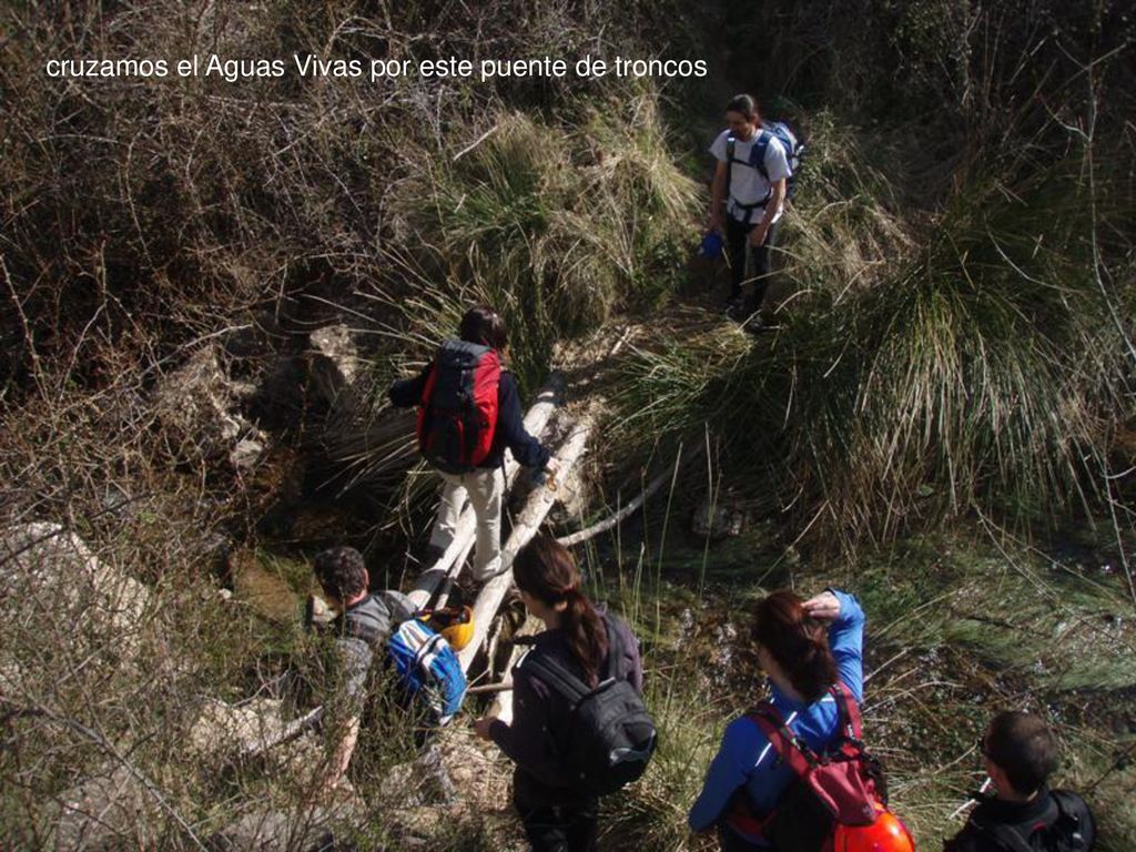 cruzamos el Aguas Vivas por este puente de troncos